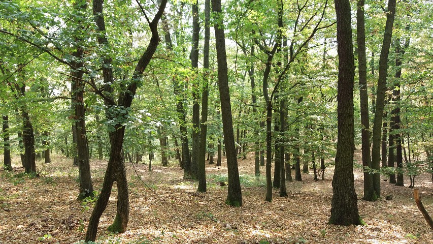 img00044.jpg