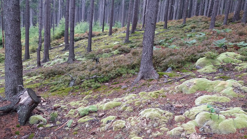 img00286.jpg