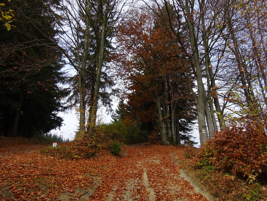 img00016.jpg