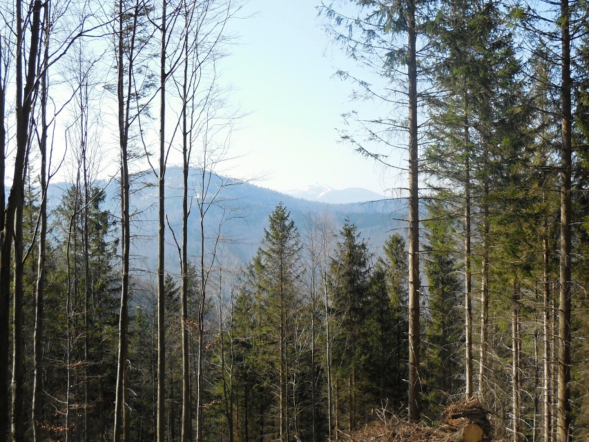 img00013.jpg