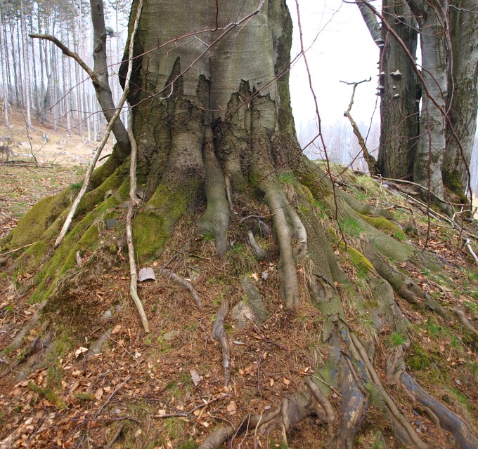img00062.jpg
