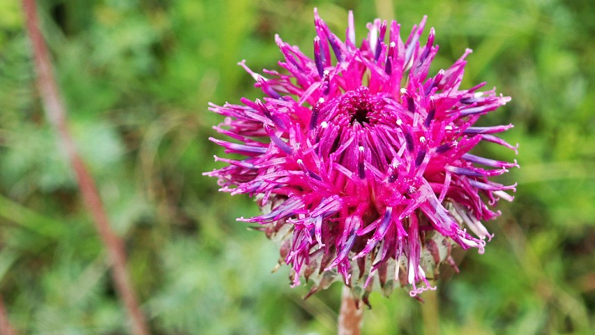 img00017.jpg