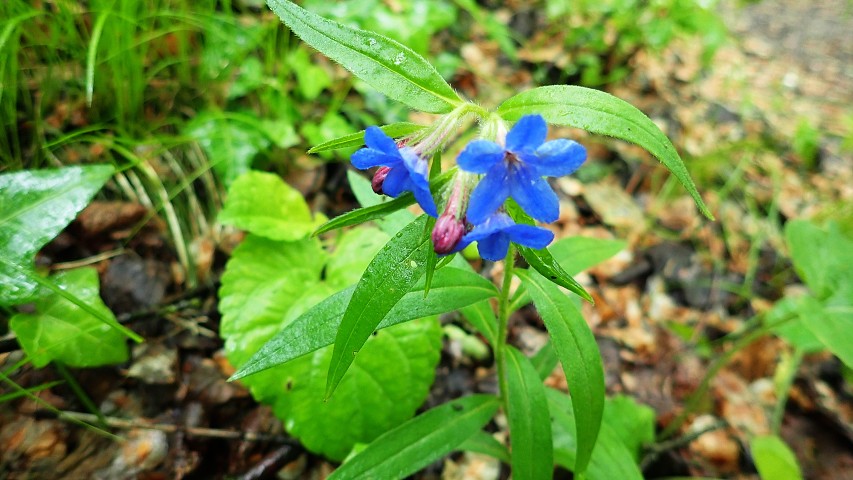 img00018.jpg
