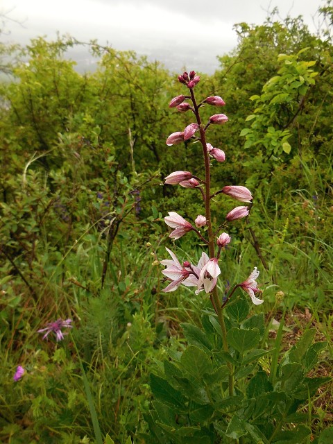 img00019.jpg