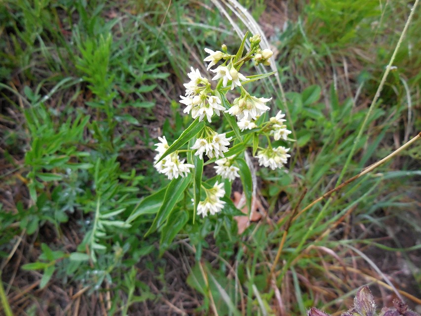 img00020.jpg