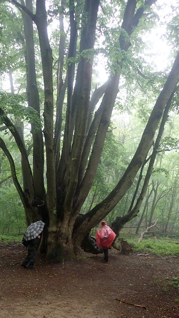 img00027.jpg