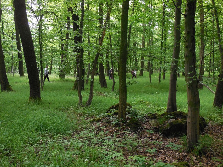 img00005.jpg