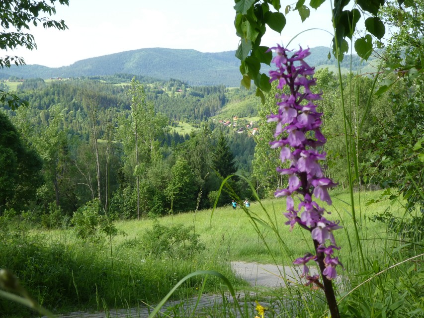 img00006.jpg