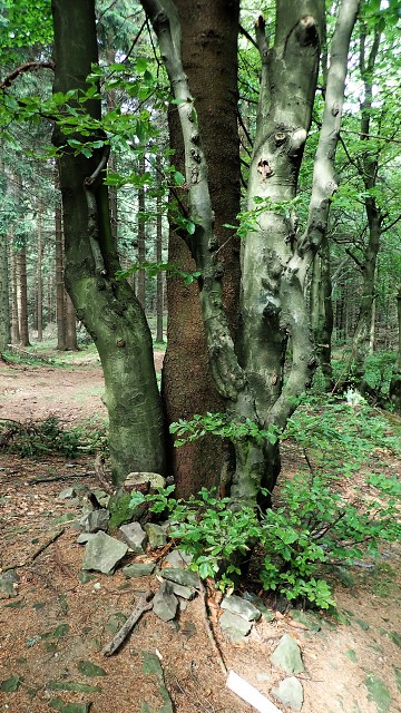 img00007.jpg