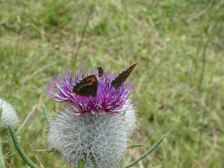 img00034.jpg