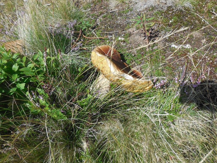 img00055.jpg