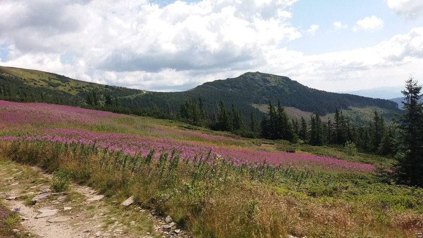 img00063.jpg