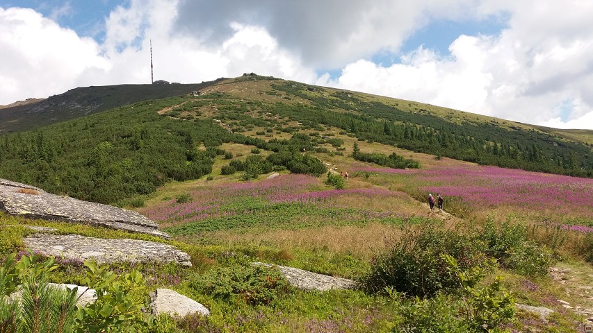 img00064.jpg