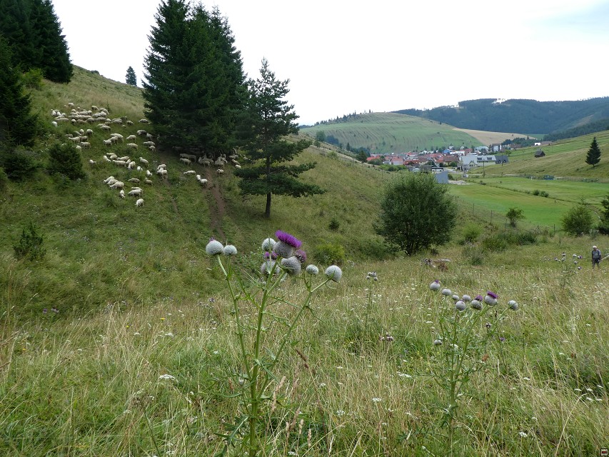img00192.jpg