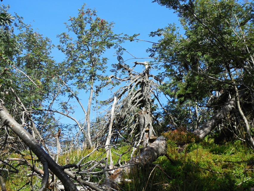 img00030.jpg