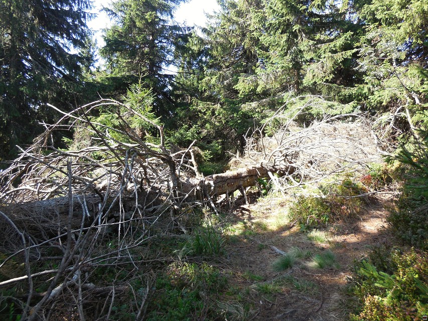 img00031.jpg