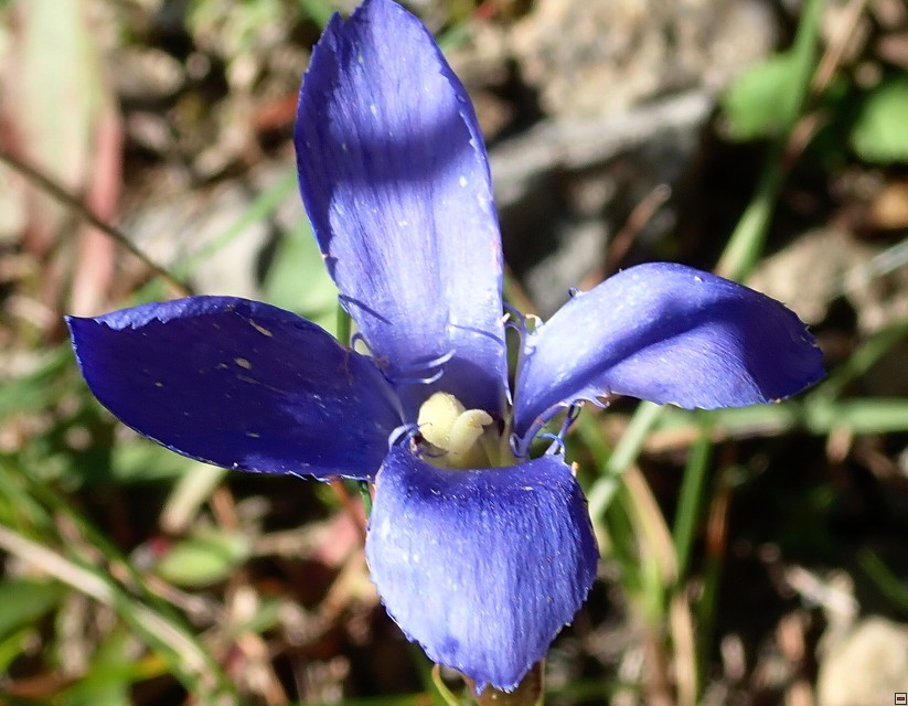 img00058.jpg
