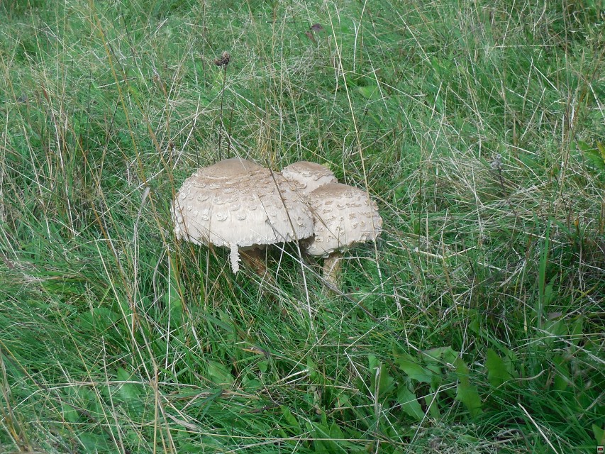 img00003.jpg
