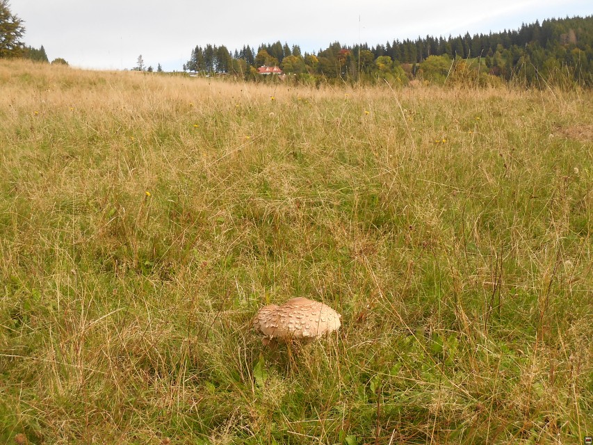 img00004.jpg