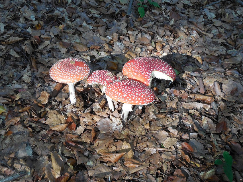img00006.jpg