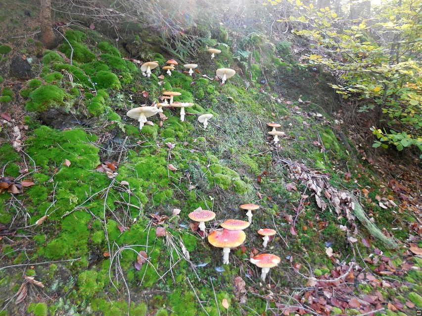 img00045.jpg