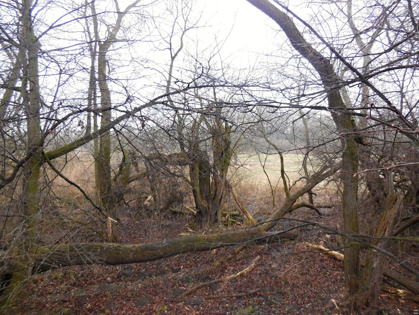 img00009.jpg