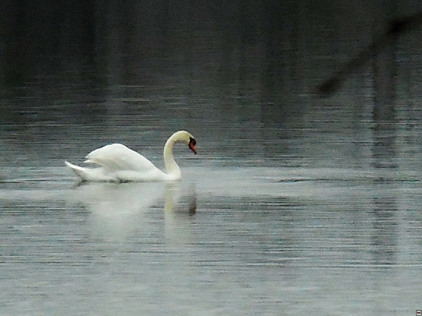 img00041.jpg