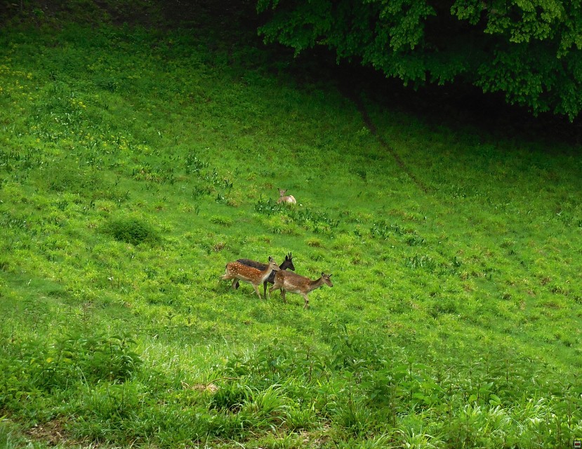 img00017.jpg