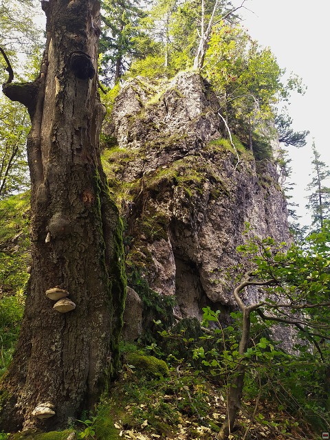 img00029.jpg