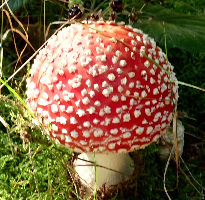 img00010.jpg