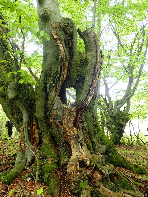img00019.jpg