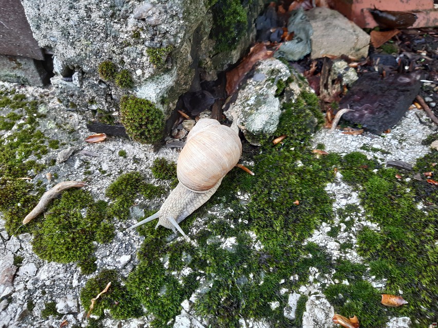 img00030.jpg