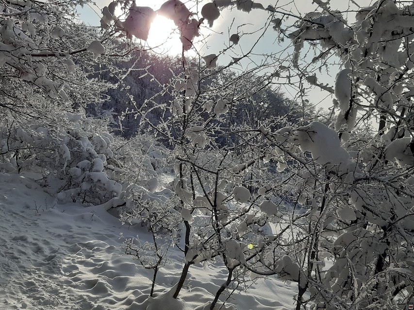 img00007.jpg