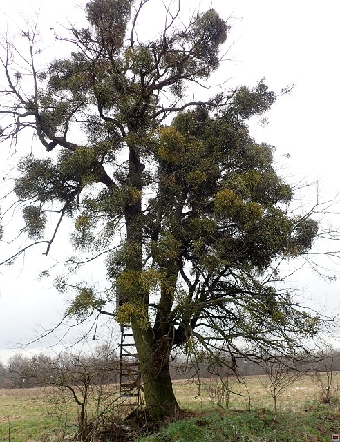 img00025.jpg