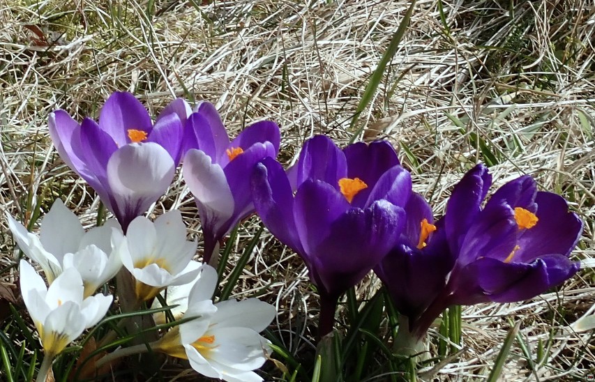 img00046.jpg