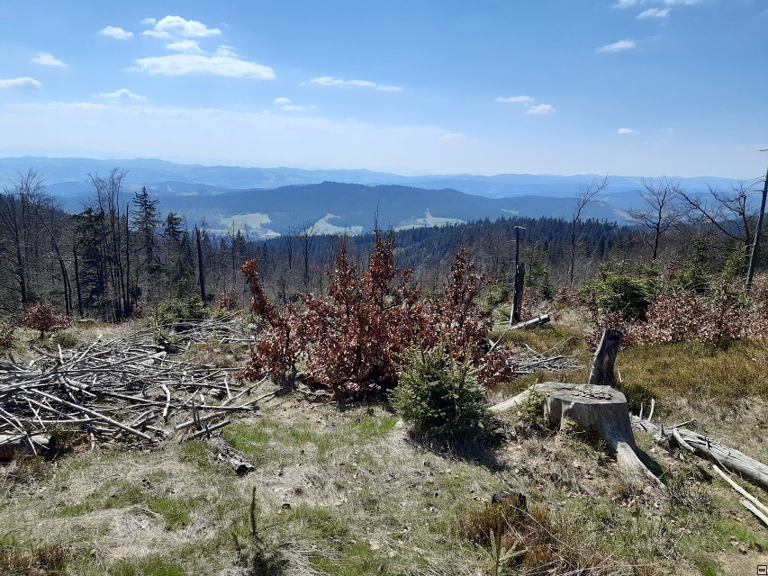 img00029.jpg