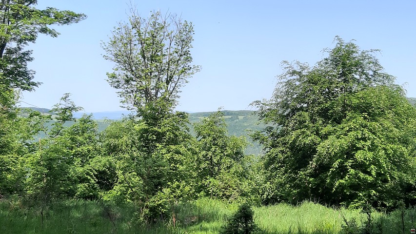 img00012.jpg