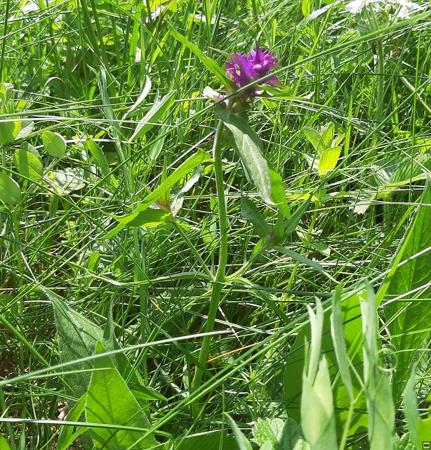 img00017.jpg