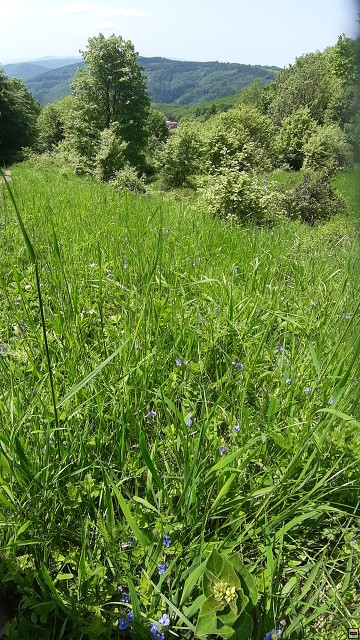 img00034.jpg