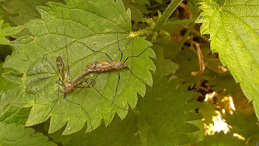 img00044.jpg