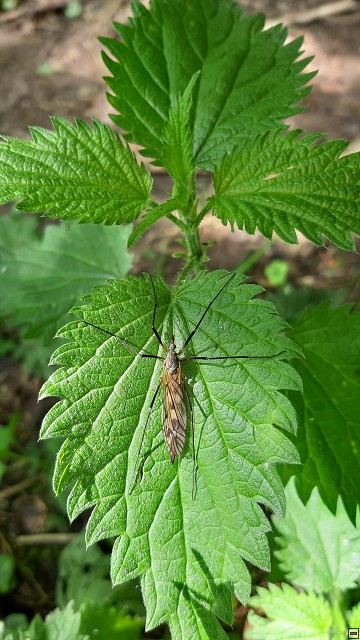 img00045.jpg
