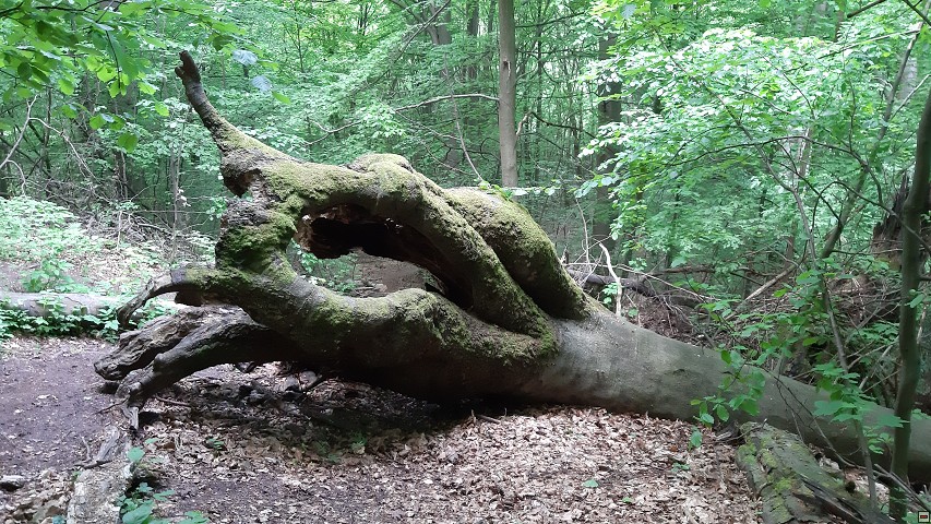 img00046.jpg