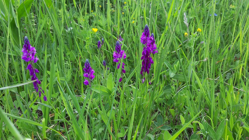 img00048.jpg