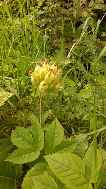 img00062.jpg