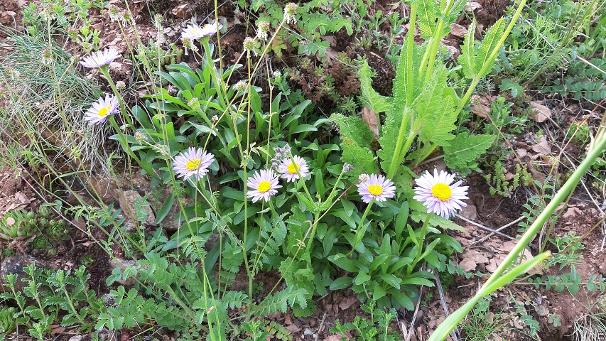 img00064.jpg