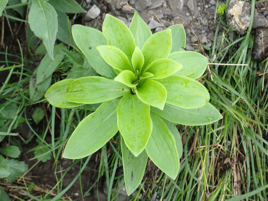 img00027.jpg