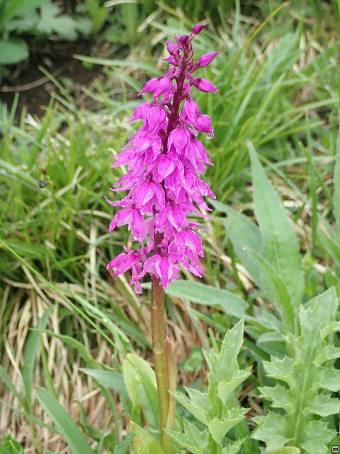 img00038.jpg