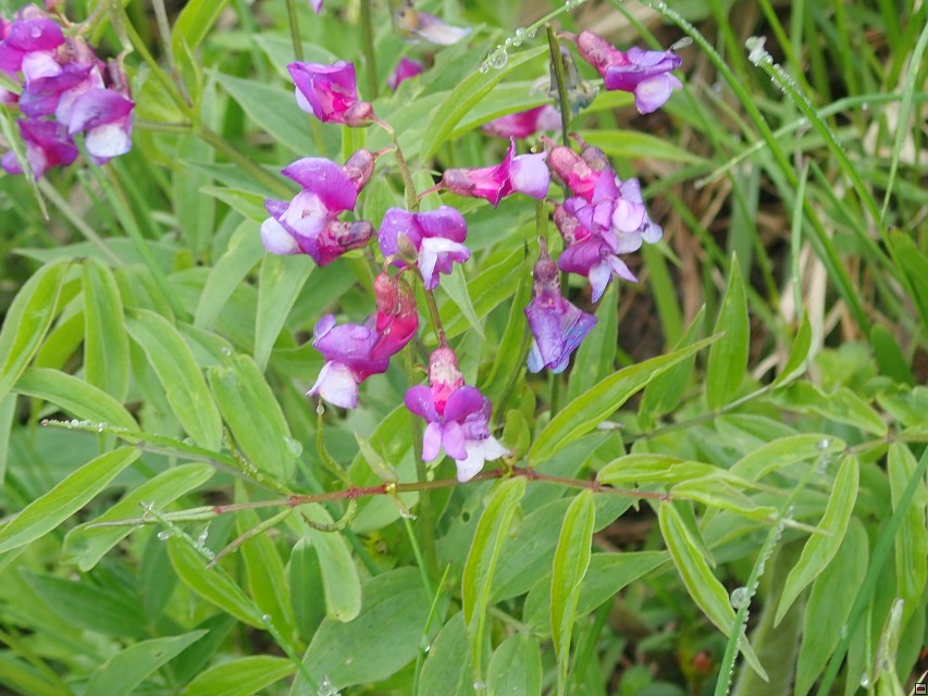img00039.jpg