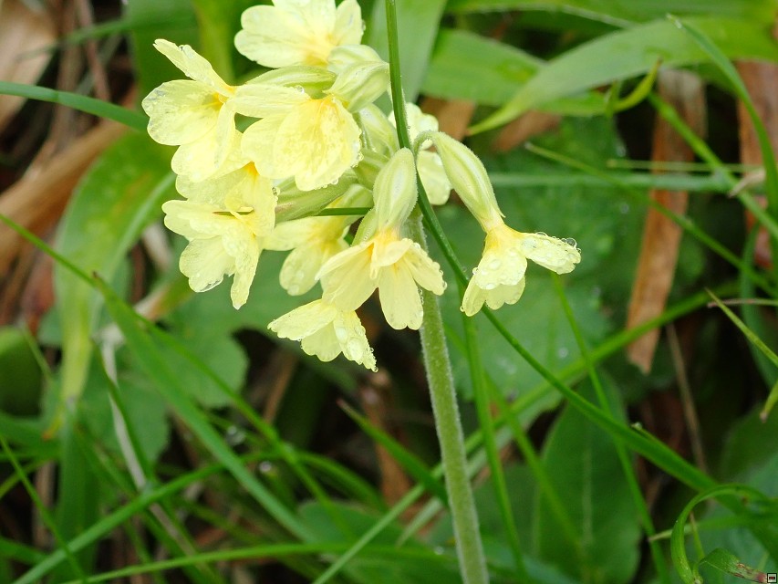 img00040.jpg