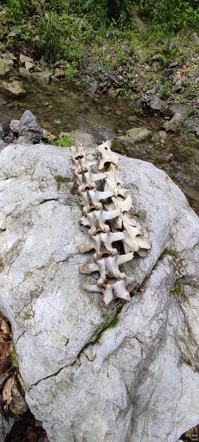 img00063.jpg